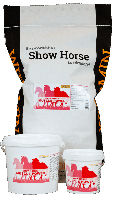 Show Horse Muscle Power
