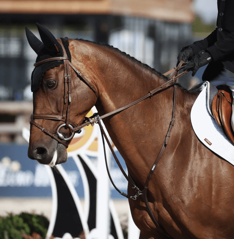 BHOOF BRIDLE 1 - FLASH