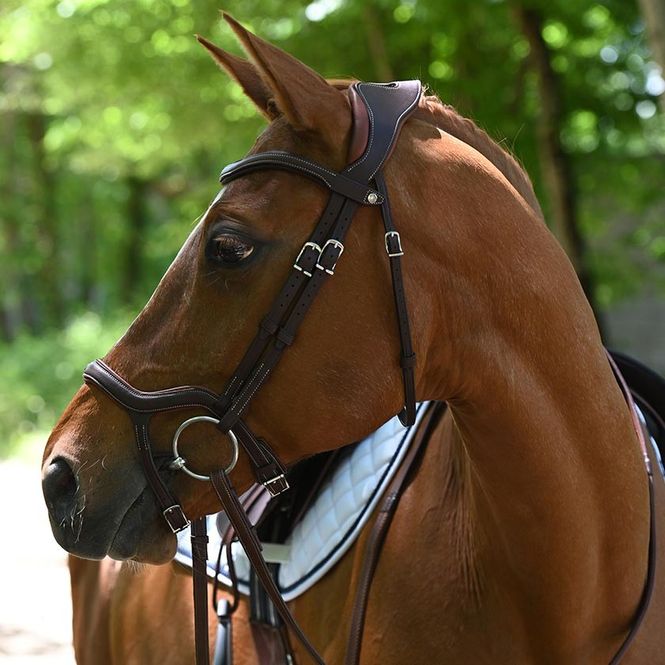 Hovedbilde Antarès Precision Y Bridle