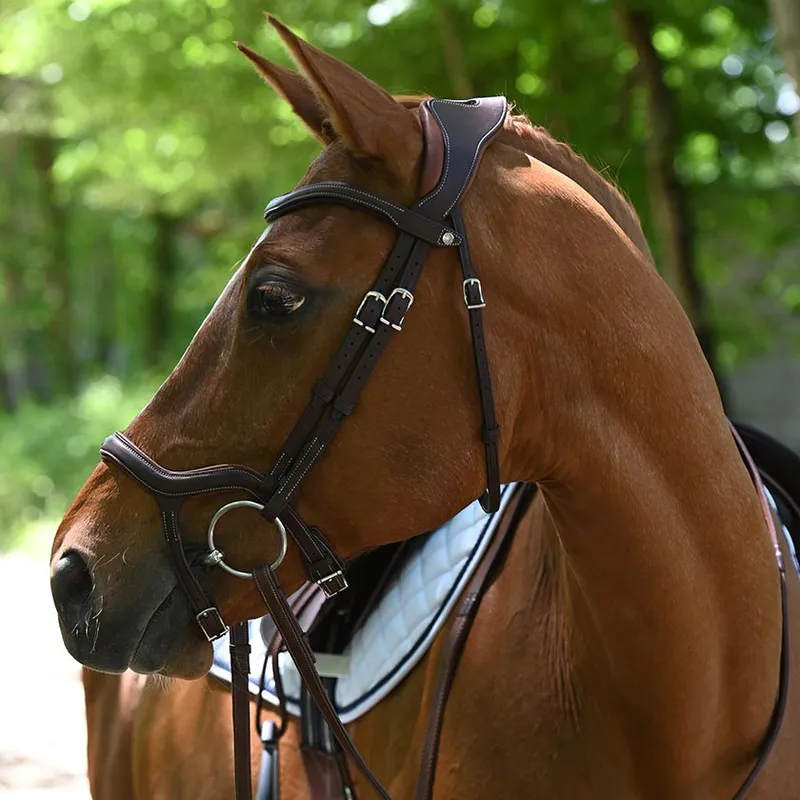 Antarès Precision Y Bridle