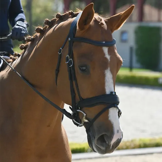 Hovedbilde Antarès Precision Anatomisk Hodelag